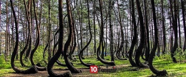 Crooked Forest in Szczecin, Poland