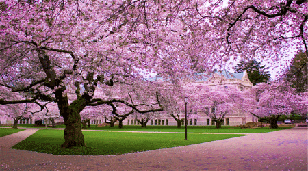 Cherry Blossoms - Things That Are Pink In Nature