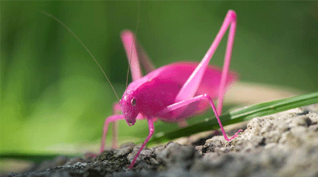 Pink Katydids