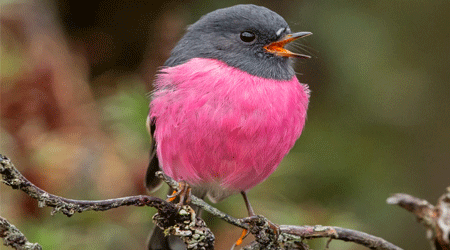 Pink Robin