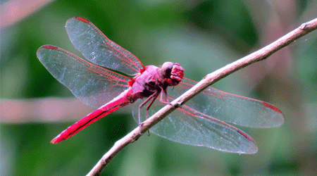 Roseate Skimmer