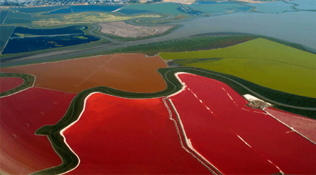 San Francisco Salt Ponds