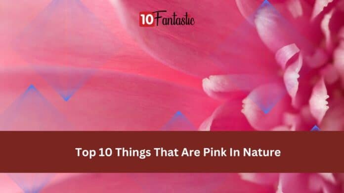 Top 10 Things That Are Pink In Nature