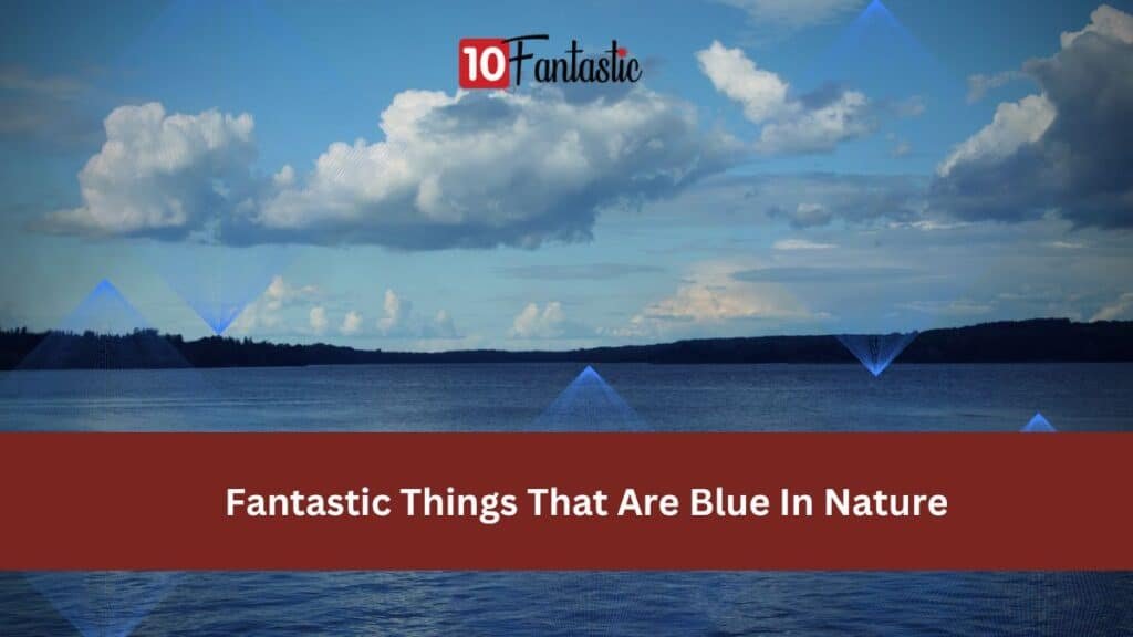 29 Fantastic Things That Are Blue in Nature