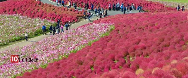 Hitachi Seaside Park, Japan