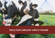 Dairy Farm Labourer Jobs in Canada