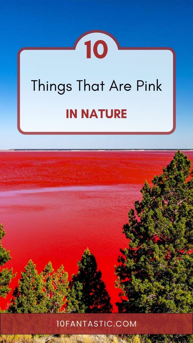 Top 10 Things That Are Pink in Nature